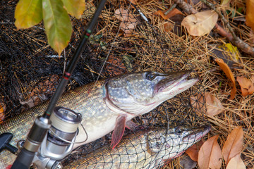 Freshwater pike fish. Big freshwater pike fish lies on keep net with fishery catch in it and...