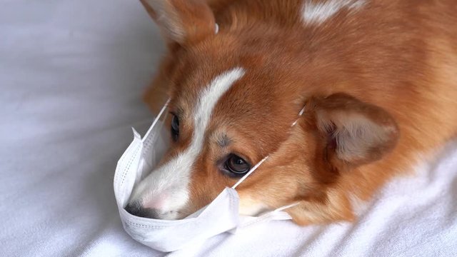 Cute corgi dog posing in medical mask. Concept healthe lifestyle, illness and epidemic