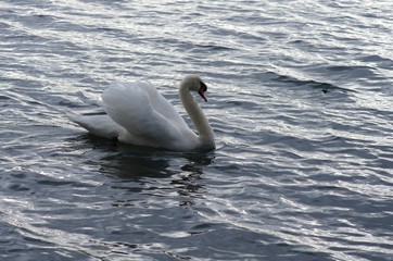 Schwan