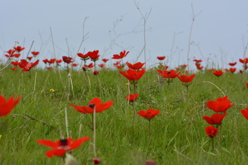 field of red poppies