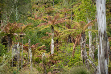 A part of silver fern in rain forest in New Zealand.