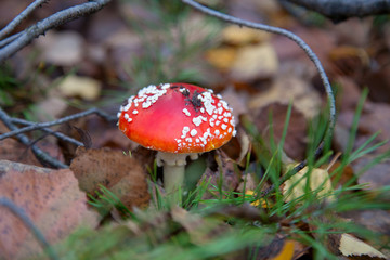 Amanita muscaria, commonly known as the fly agaric or fly amanita.