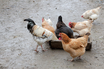 A group of free range chickens eating outside on a farm