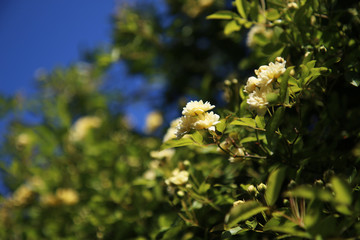Arbusto di rosa rampicante, in primavera, con fiori giallo pallido a mazzetti appena sbocciati, che...
