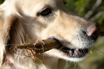 Fototapeta premium M.L.S.