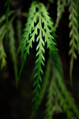 A fern in rain forest near Wellington, New Zealand.