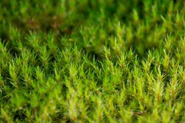 A fern in rain forest near Wellington, New Zealand.