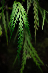 A fern in rain forest near Wellington, New Zealand.