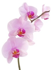 Obraz na płótnie Canvas orchid Phalaenopsis with pink flowers isolated