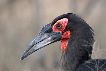 Wild african giant ground hornbill bird
