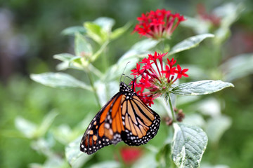 beautiful monarch butterfly feeding on red pentas flowers plants