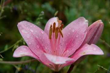 pink lily in rain drops