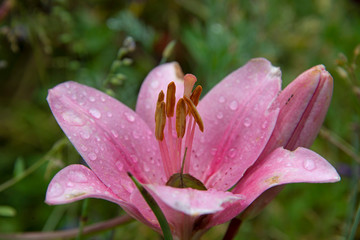 Fototapeta premium pink lily in rain drops