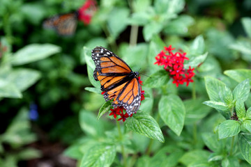 Fototapeta premium beautiful monarch butterfly feeding on red pentas flowers plants