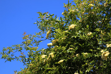 Arbusto di rosa rampicante, in primavera, con fiori giallo pallido a mazzetti appena sbocciati, che...