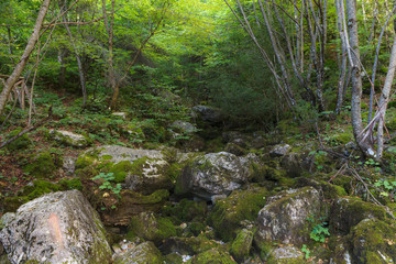 Fototapeta na wymiar Beautiful view of mountain forest with hiking path. Macedonia. Greece.