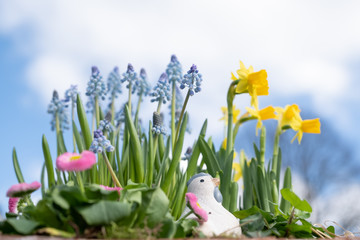 Obraz premium Spring floral with a chicken, beautiful fresh flowers, isolated on blue sky background