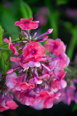 Phloxes against a dark background