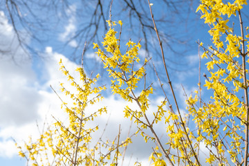 Spring floral Broom Cytisus 'Luna' Plant, beautiful fresh yellow flowers, isolated on blue sky background, selective focus