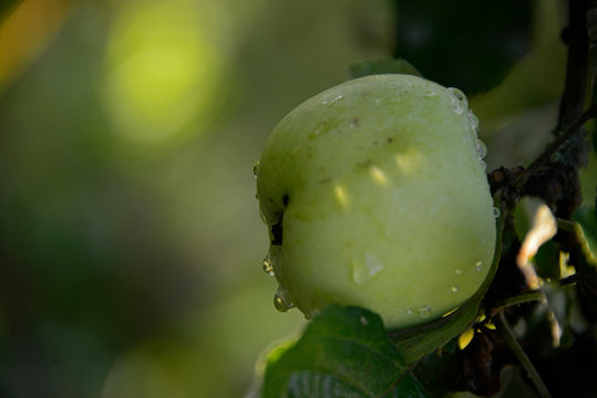 Green apple on a green background in rain drops
