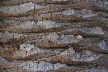 Closeup of the bark on a date palm tree. 