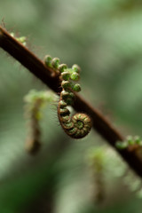 A part of silver fern in rain forest in New Zealand.