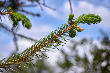 branch with leaves and blue sky