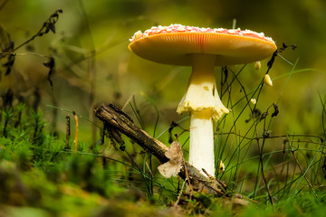 Close-up of a Fly Agaric in autumn light