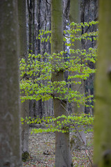 Junges grünes Buchenlaub im Frühling