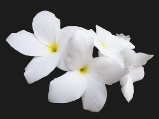 Fototapeta na wymiar Close-up Of White Flowers Against Black Background