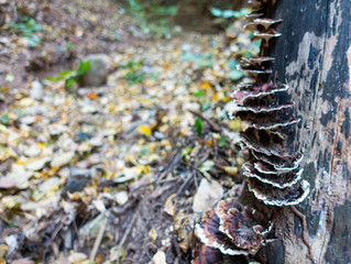 Fungi, eukaryotic organisms that include microorganisms such as yeasts, molds and mushrooms, attached to a tree bark in a humid forest.