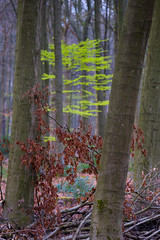 Buchenwald im Frühling