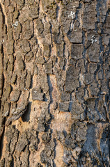 tree bark texture