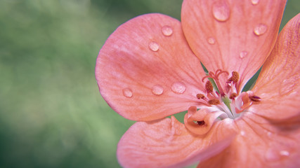 Dreamy macro flower pink with rain drops with green background in day light.