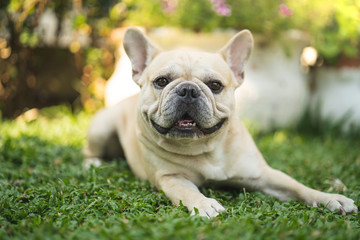 Fototapeta premium Cute french bulldog lying on grass in garden.