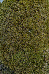 moss on the stone