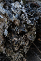 tree bark texture