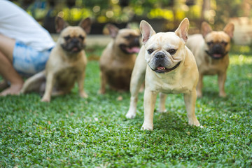 Fototapeta premium Cute french bulldog standing on grass in garden.