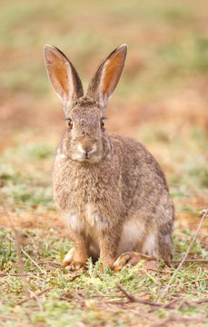 mirada frontal conejo
