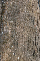 bark of a tree