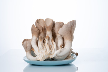 Pleurotus eryngii known as king trumpet mushroom, French horn mushroom, king oyster mushroom  on white