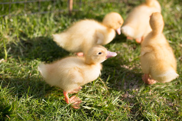 Ducklings