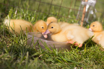Ducklings