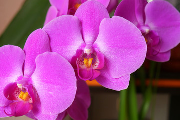 A Beautiful purple and pink Orchids flower on a branch hanging in the air