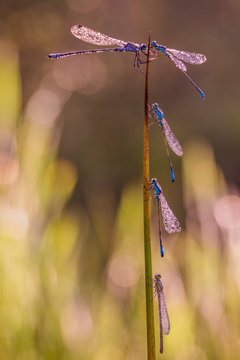 Close-up Of Damselflies On Twig