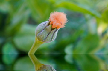 bird of paradise flower