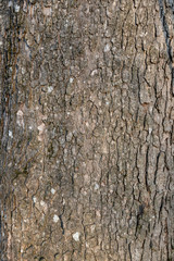 bark of a tree