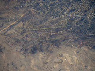 algae under water