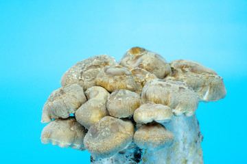 Fototapeta na wymiar Shiitake Mushrooms on mycelium block. It is considered a medicinal mushroom in some forms of traditional medicine
