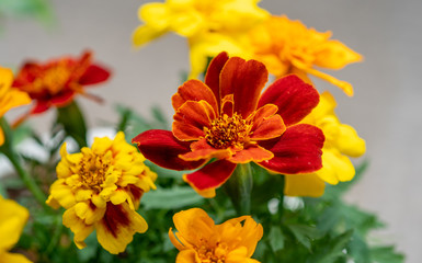 オレンジ・黄色の花（マクロ）